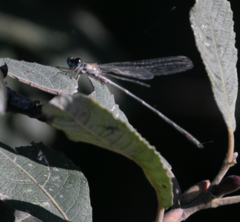 Chalcolestes viridis