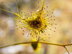 Drosera gigantea
