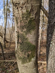 Frullania eboracensis