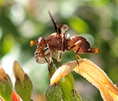 Diacrita costalis