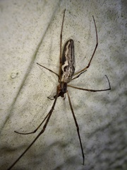 Tetragnatha praedonia