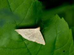 Zanclognatha pedipilalis