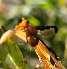 Diacrita costalis