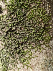 Frullania eboracensis