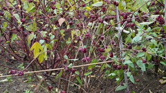 Hibiscus sabdariffa