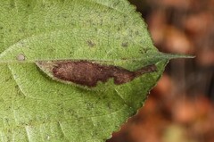 Stigmella rhamnicola