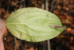 Stigmella rhamnicola