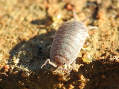 Porcellionides elegans