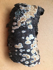 Basidioradulum radula