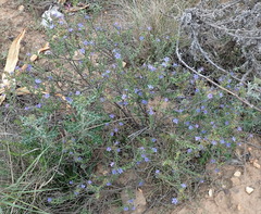 Lobostemon echioides