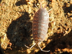 Porcellionides elegans