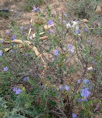 Lobostemon echioides