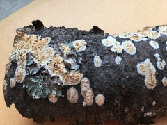 Basidioradulum radula