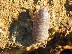 Porcellionides elegans