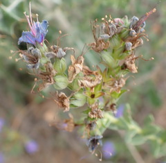 Lobostemon echioides