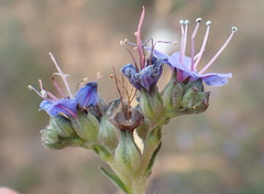 Lobostemon echioides