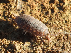 Porcellionides elegans