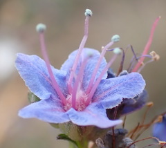 Lobostemon echioides
