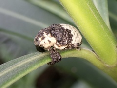 Sternuchopsis trifida