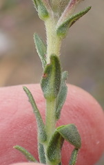 Lobostemon echioides