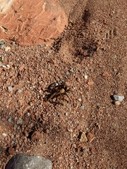 Aphonopelma