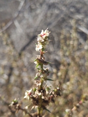 Salsola
