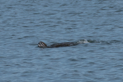 Dermochelys coriacea
