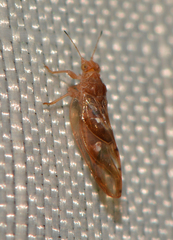 Phylloplecta tripunctata