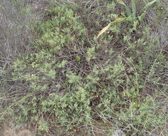 Aspalathus alpestris