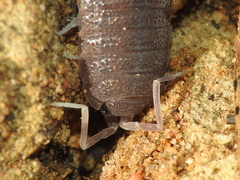 Porcellionides elegans