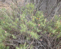 Aspalathus alpestris