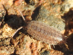 Proporcellio