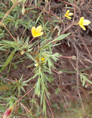 Aspalathus alpestris