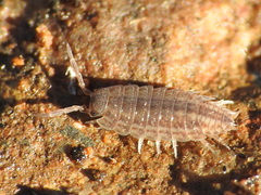 Proporcellio
