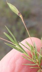 Aspalathus alpestris