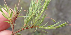 Aspalathus alpestris