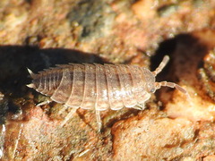 Proporcellio