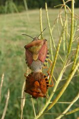Carpocoris pudicus