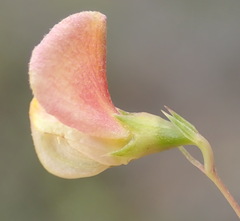 Aspalathus alpestris