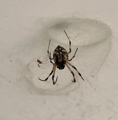 Nephilingis cruentata