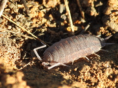 Porcellionides elegans