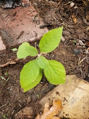 Callicarpa americana