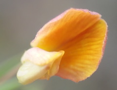 Aspalathus alpestris