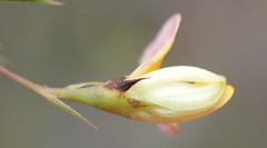 Aspalathus alpestris