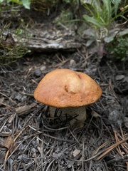 Leccinum insigne