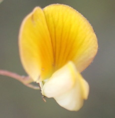 Aspalathus alpestris