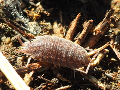 Porcellionides elegans