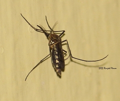 Armigeres subalbatus