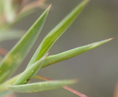 Aspalathus alpestris