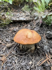 Leccinum insigne